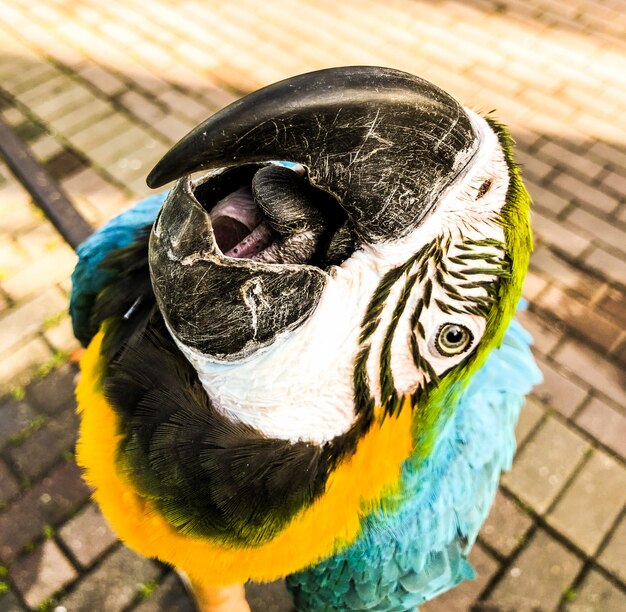 アラアララウナ。青黄色コンゴウインコのオウムの肖像画。アラコンゴウインコオウム