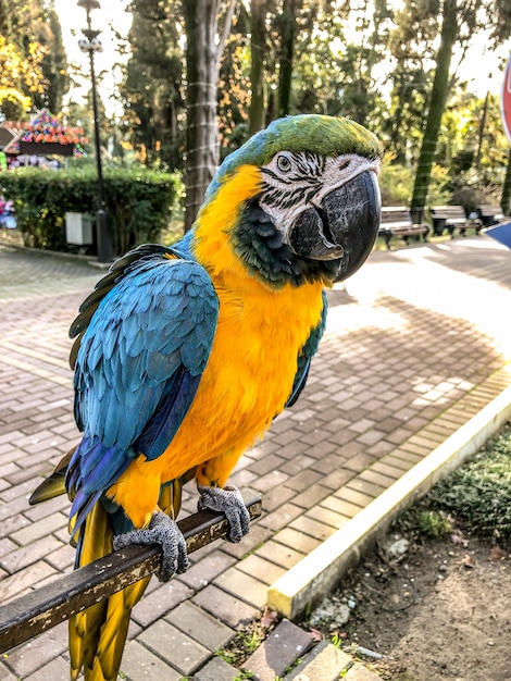 Ara ararauna. Blue-yellow macaw parrot portrait. Ara macaw parrot.