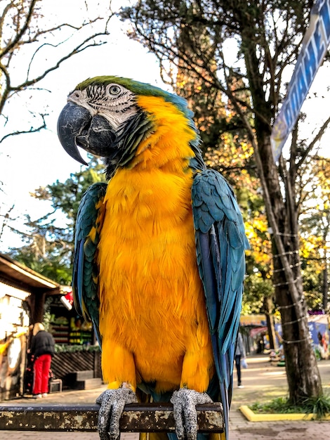 Ara ararauna. Blue-yellow macaw parrot portrait. Ara macaw parrot.