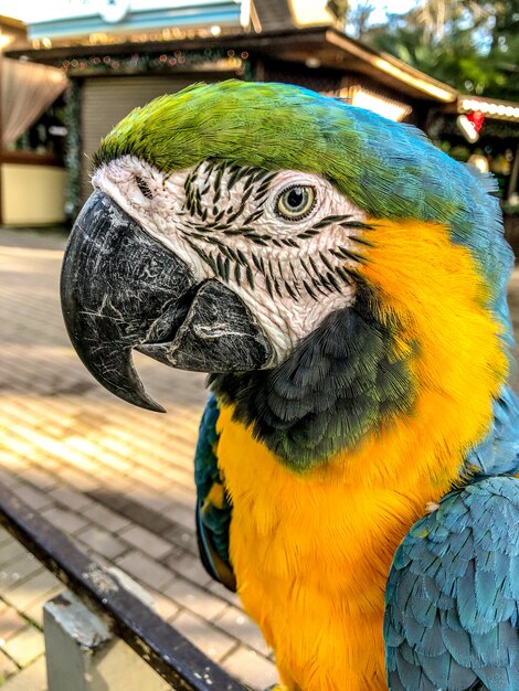 Ara ararauna. Blue-yellow macaw parrot portrait. Ara macaw parrot.