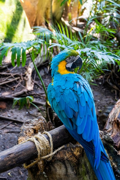Ara ararauna Kleurrijk van Scarlet macaw bird's veren met rode, gele, oranje en blauwe tinten exotische natuur achtergrond en textuur
