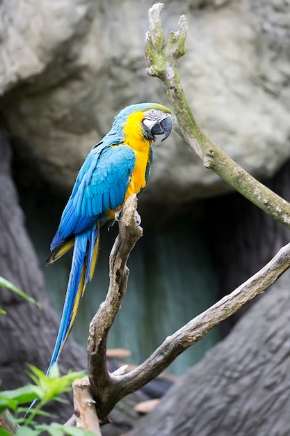 Ara ararauna on a tree 