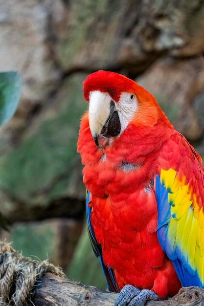 Ara macao Portrait of colorful Scarlet Macaw parrot against jungle background zoo mexico