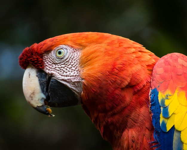Ara Macaw Head