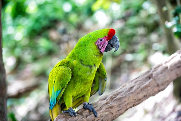 Ara papegaai mooie schattige grappige vogel van groene en rode gevederde buiten op groene natuurlijke achtergrond