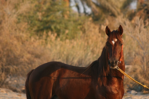 arab horse is a breed of horse that originated on the arabian peninsula