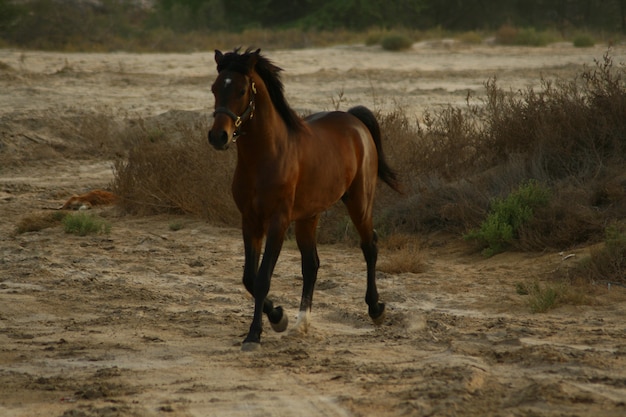 arab horse is a breed of horse that originated on the arabian peninsula