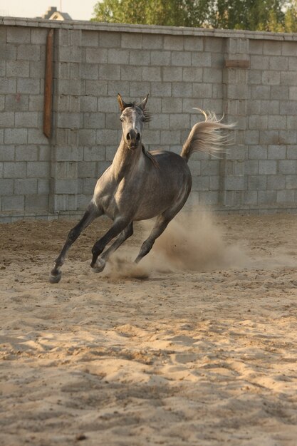 Photo arab horse is a breed of horse that originated on the arabian peninsula