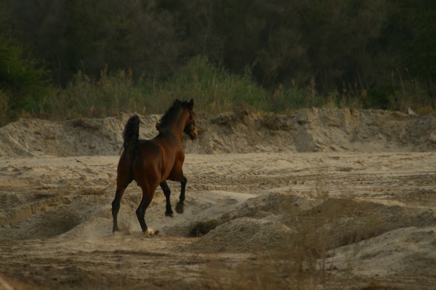 アラブ馬は、アラビア半島を起源とする馬の品種です。