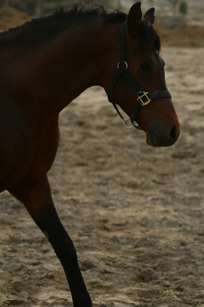 arab horse is a breed of horse that originated on the arabian peninsula