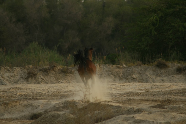 arab horse is a breed of horse that originated on the arabian peninsula