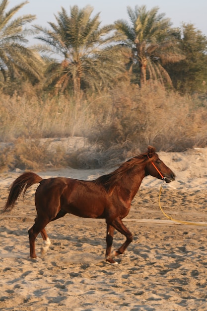 Foto il cavallo arabo è una razza di cavallo originaria della penisola arabica