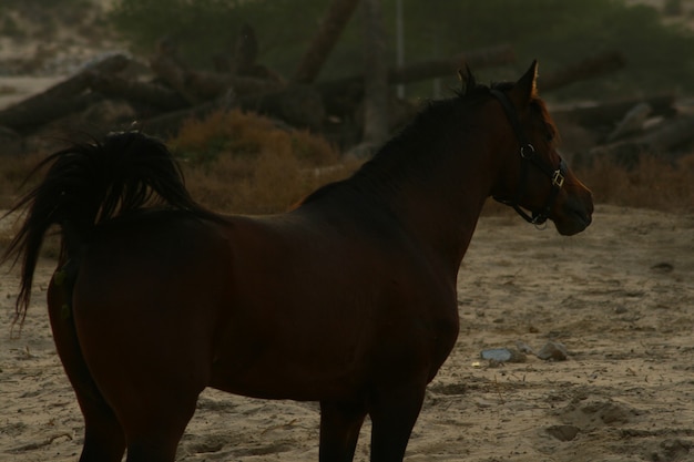 Foto il cavallo arabo è una razza di cavallo originaria della penisola arabica