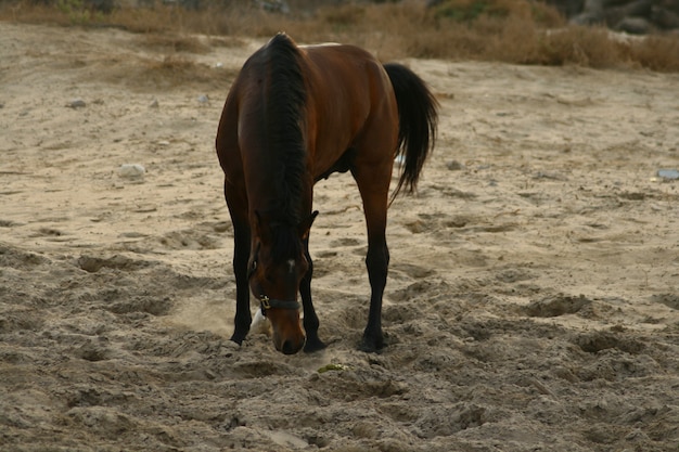 arab horse is a breed of horse that originated on the arabian peninsula