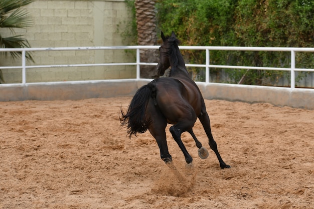 アラブ馬はアラビア半島で生まれた馬の品種です