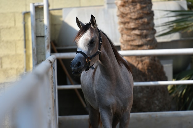 アラブ馬はアラビア半島で生まれた馬の品種です