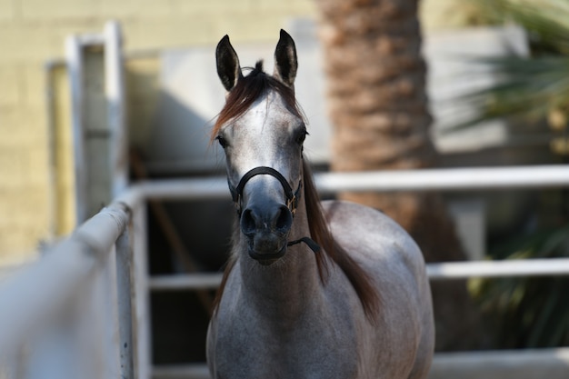 アラブ馬はアラビア半島で生まれた馬の品種です