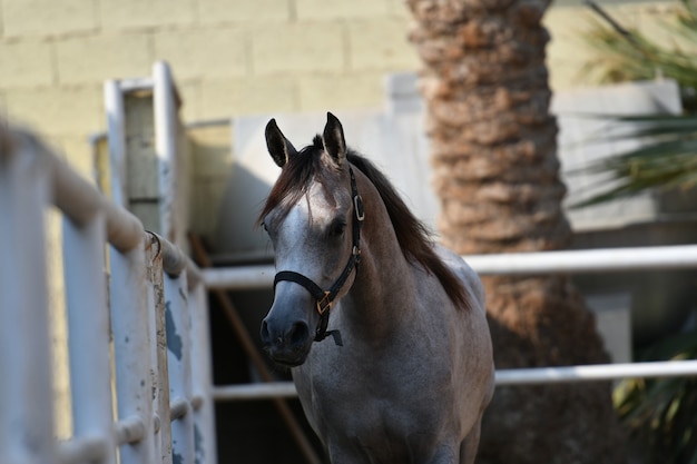 Arab horse  is a breed of horse that originated on the Arabian Peninsula