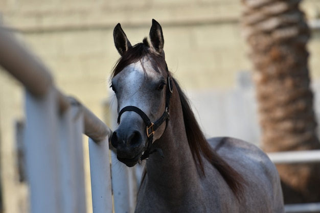 Il cavallo arabo è una razza di cavallo originaria della penisola arabica