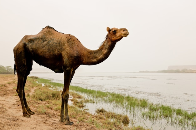 Arabian Camel