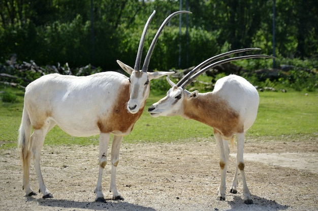 arabian oryx standing on field during sunny day