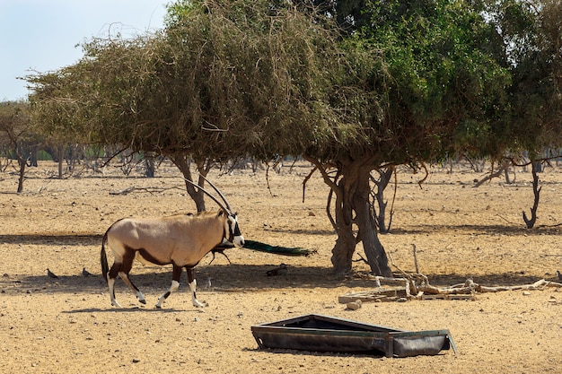 Arabian oryx or white oryx (Oryx leucoryx) in reserve