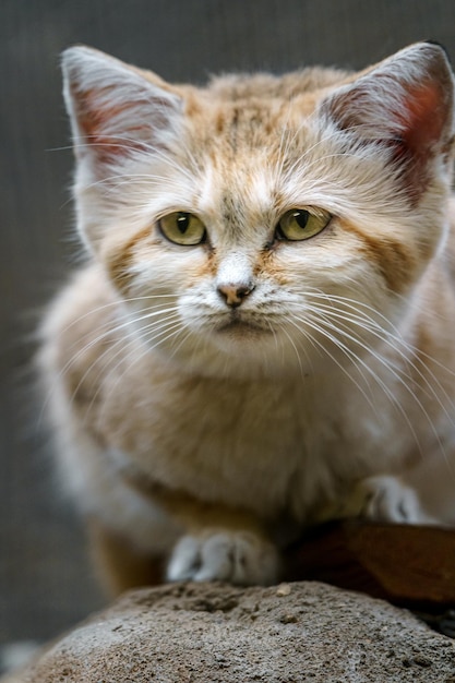 Arabian sand cat