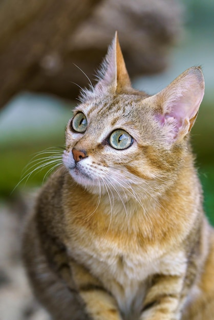 Арабская дикая кошка Felis silvestris gordoni, также известная как дикая кошка Гордона.