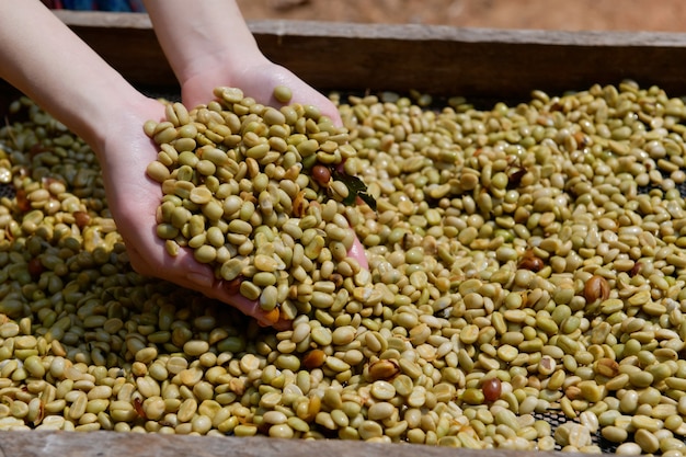 Arabica coffee beans Which has passed the process of bleaching and separating the bark and then exposing it to the sun to dry