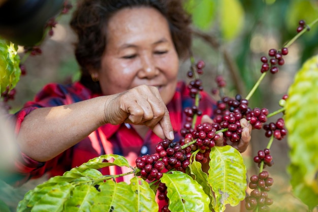 Arabica coffee berries by asian farmer hands Robusta and Arabica coffee berries by hand of Asian farmer Gia Lai Vietnam