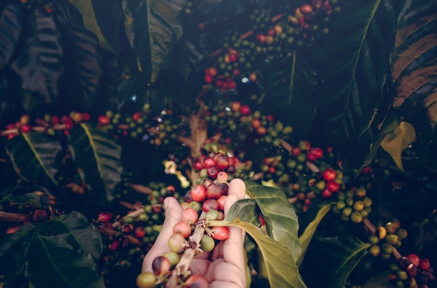農夫の手でアラビカコーヒーの果実。手持ちのコーヒー豆