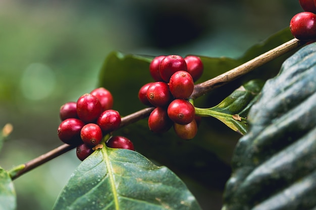 농부의 손으로 만든 아라비카 커피 열매로부스타와 아라비카 커피 열매