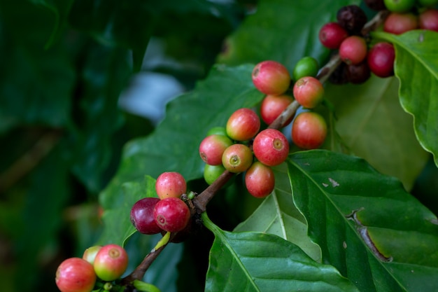 아라비카 커피 베리 나무에 숙성