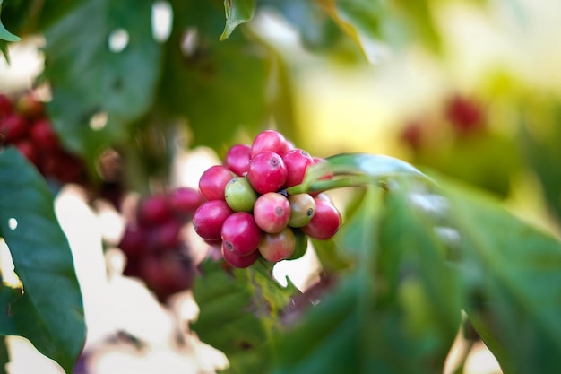 アラビカは有機農場の穀物を育てます新鮮な成長植物熱帯の葉の木アジアグリーンハーバー