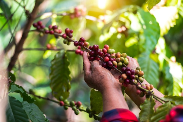 Arabica koffiebessen van Aziatische boer Handen Robusta en Arabica koffiebessen van Aziatische boer Gia Lai Vietnam