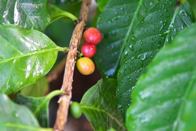 Arabica koffieboom