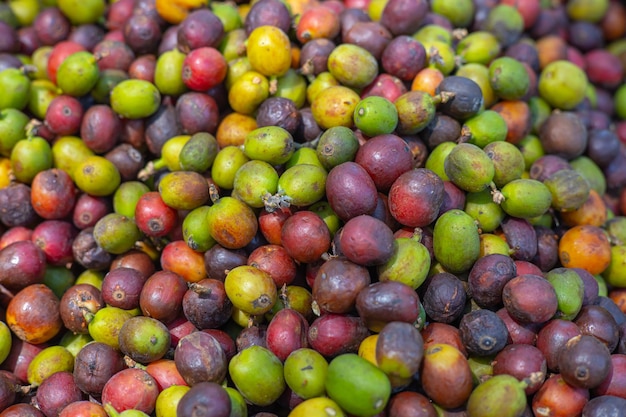 Arabican Coffee Bean ripe seed Robusta coffee bean crop closeup