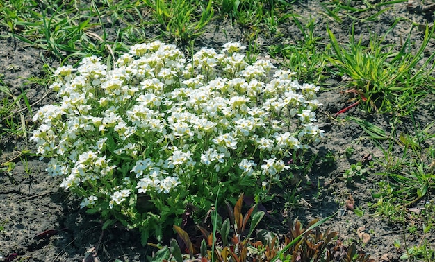 Arabis een voorjaarsbloeiende plant met witte lentebloemen die algemeen bekend staat als Variegated Rock Cress