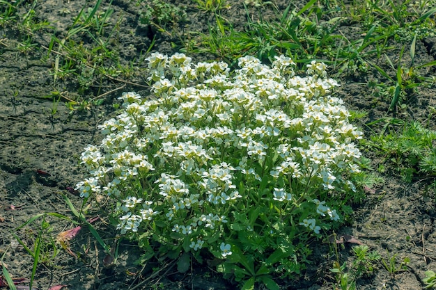 Photo arabis a spring flowering plant with white springtime flower commonly known as variegated rock cress