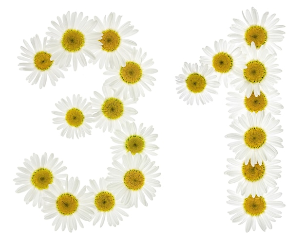 Arabisch cijfer 31 31 uit witte kamillebloemen geïsoleerd op witte achtergrond