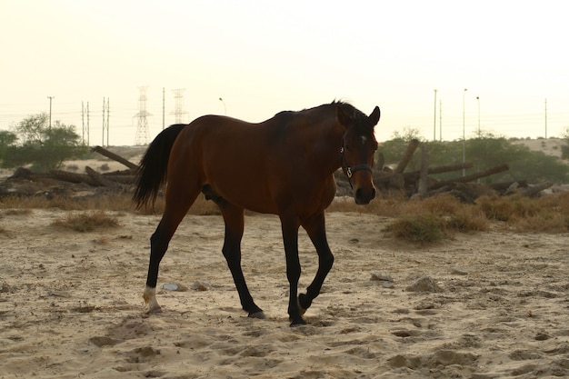 Arabisch paard is een paardenras dat zijn oorsprong vindt op het arabische schiereiland