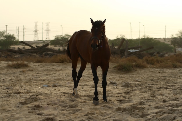 arabisch paard is een paardenras dat zijn oorsprong vindt op het arabische schiereiland