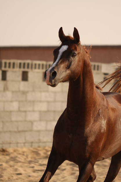 arabisch paard is een paardenras dat zijn oorsprong vindt op het arabische schiereiland