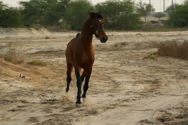 arabisch paard is een paardenras dat zijn oorsprong vindt op het arabische schiereiland