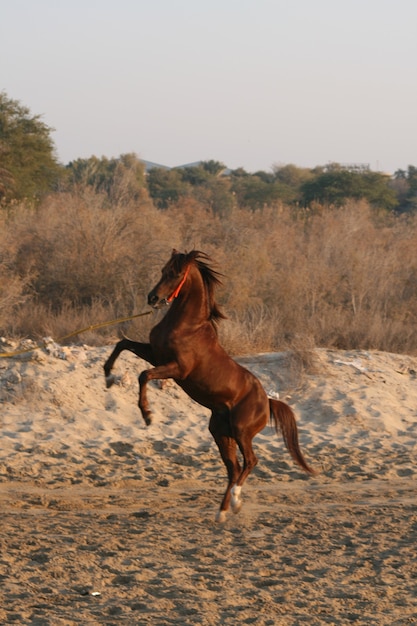 Arabisch paard is een paardenras dat zijn oorsprong vindt op het Arabische schiereiland