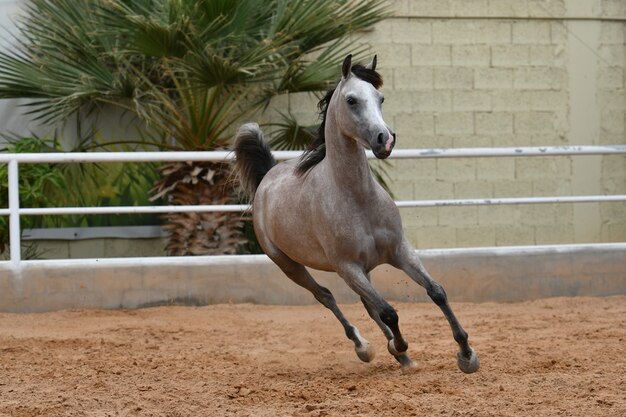 Arabisch paard is een paardenras dat zijn oorsprong vindt op het Arabische schiereiland