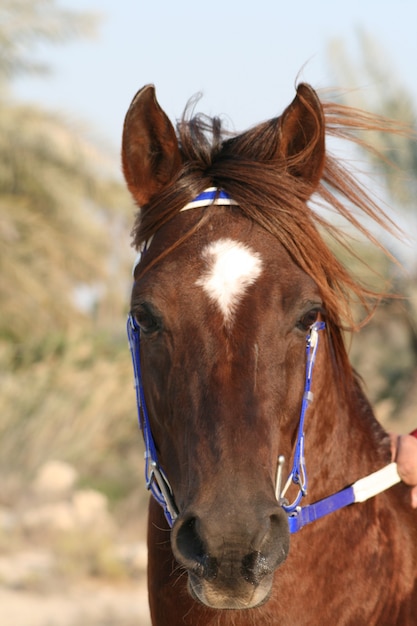 Arabisch paard is een paardenras dat zijn oorsprong vindt op het Arabische schiereiland