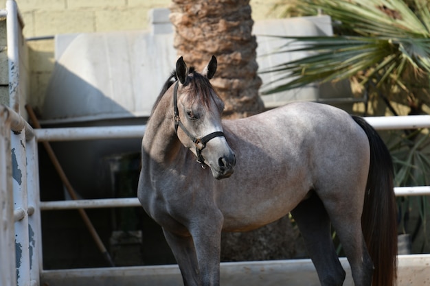 Arabisch paard is een paardenras dat zijn oorsprong vindt op het Arabische schiereiland