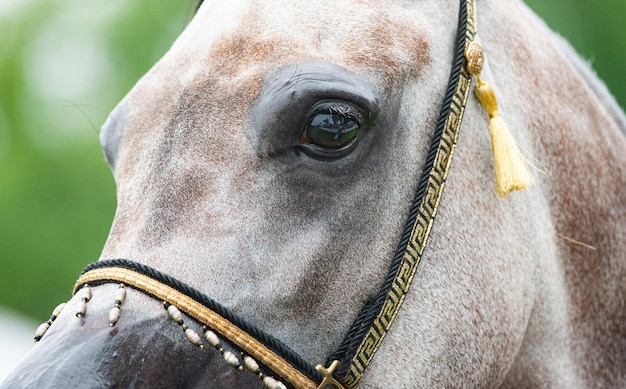 Foto arabisch paard portret close-up