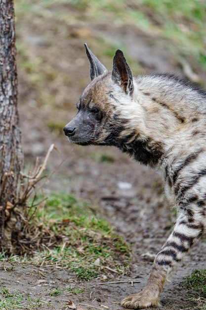 Arabische gestreepte hyena